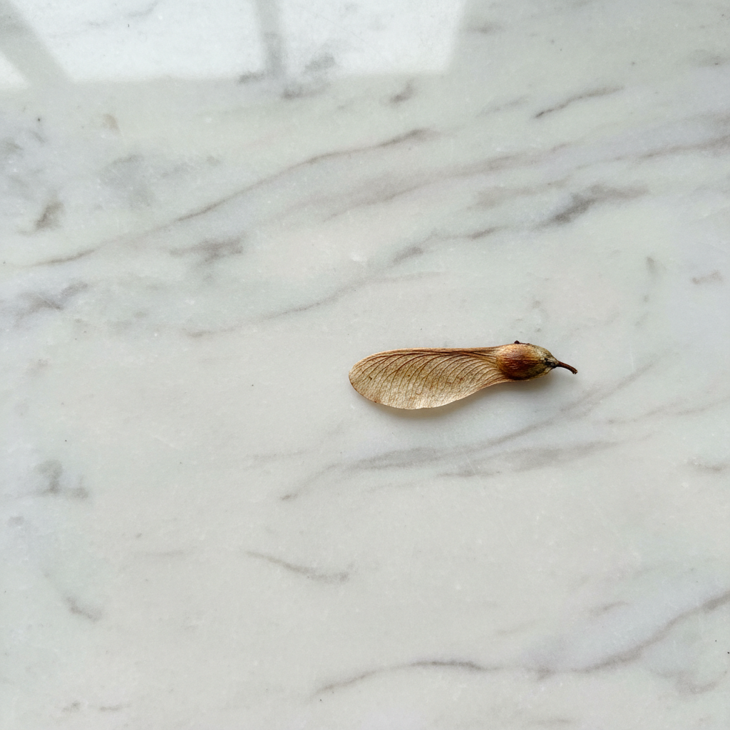 A feather-light maple seed, its finely veined, papery wing rendered in intricate photographic detail, gently resting on smooth, subtly marbled pale granite. Muted, diffused sunlight sweeps across the scene, lending soft highlights to the fine edges while the granite’s gradients shimmer quietly. The environment is almost bare, emphasizing the solitary seed’s shape and texture. Composed from directly above, the solitary seed is placed off-center in accordance with the rule of thirds, with negative space enhancing the minimalist, contemplative atmosphere. The image embodies clean, elegant realism and sophisticated subtlety, resonating with creative reflection inspired by nature.